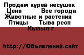 Продам курей несушек › Цена ­ 350 - Все города Животные и растения » Птицы   . Тыва респ.,Кызыл г.